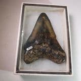 FOSSIL 'MEGALODON' SHARK'S TOOTH - about 6 million years old - Red Crag - Felixstowe, Suffolk