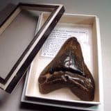 FOSSIL 'MEGALODON' SHARK'S TOOTH - over 5 million years old - Suffolk