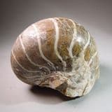 FOSSIL NAUTILUS - 50 million years old - Isle of Sheppey, Kent