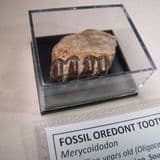 FOSSIL OREDONT TOOTH - 30 million years old - South Dakota, USA