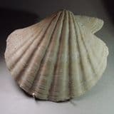 FOSSIL PECTEN SHELL (VERY LARGE AND IMPRESSIVE) - 17 million years old - France