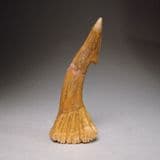 FOSSIL SAWFISH ROSTRUM SPINE - 95 million years old - Morocco