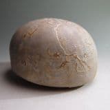 FOSSIL SEA URCHIN (ECHINOID) - 110 million years old - Texas, USA