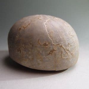 FOSSIL SEA URCHIN (ECHINOID) - 110 million years old - Texas, USA