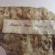 FOSSIL SEABED - 420 million years old  -  Dudley, West Midlands
