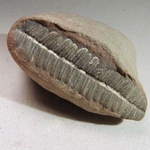 FOSSIL SEED FERN IN NODULE - Mazon Creek Fossil Beds. USA