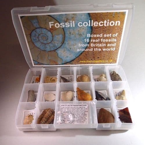 Fossil Box Set FOSSIL SET SUPERIOR SET - A high quality collection of 16 fossils plus ...