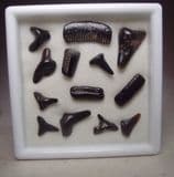 FOSSIL SHARK AND RAY TEETH ( IN GLASS DISPLAY BOX) - Red Crag. Woodbridge, Suffolk