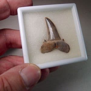 FOSSIL SHARK'S TOOTH - 45 million years old - Bracklesham Beds. Bramshaw, New Forest, Hampshire