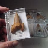 FOSSIL SHARK'S TOOTH (LARGE & PERFECT SPECIMEN IN DISPLAY BOX) - 55 million years old - Morocco