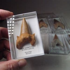 FOSSIL SHARK'S TOOTH (LARGE & PERFECT SPECIMEN IN DISPLAY BOX) - 55 million years old - Morocco