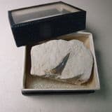 FOSSIL SHARK'S TOOTH  - Lower Chalk - Kent. ( in vintage museum display box)