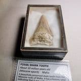 FOSSIL SHARK'S TOOTH - Miocene - Malta (historic specimen in vintage museum display box)