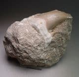 FOSSIL SHARK TOOTH  -  55 million years old  -  Morocco