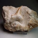 FOSSIL SHARK TOOTH - 55 million years old - Morocco