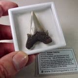 FOSSIL SHARK TOOTH (PERFECT EXAMPLE) - 50 million years old - Isle of Sheppey, Kent