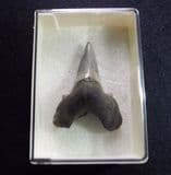 FOSSIL SHARK TOOTH (PERFECT EXAMPLE) - 50 million years old - Isle of Sheppey, Kent (archive)