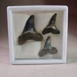 FOSSIL SHARKS TEETH (IN GLASS DISPLAY BOX) - 40 million years old - Barton-on-Sea, Hampshire