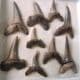 FOSSIL SHARKS TEETH  (IN GLASS DISPLAY BOX) -  ISLE OF SHEPPEY, KENT - 50 million years old