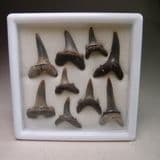 FOSSIL SHARKS TEETH  (IN GLASS DISPLAY BOX) -  ISLE OF SHEPPEY, KENT - 50 million years old