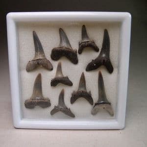 FOSSIL SHARKS TEETH (IN GLASS DISPLAY BOX) - ISLE OF SHEPPEY, KENT - 50 million years old