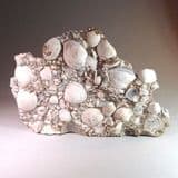 FOSSIL SHELLS PRESERVED IN SANDSTONE - 55 million years old - Thurrock, Essex