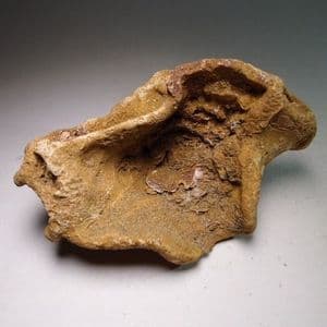 FOSSIL SPONGE  - 115 million years old  -  Faringdon Sponge Gravels, Oxfordshire