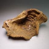 FOSSIL SPONGE - 115 million years old - Faringdon Sponge Gravels, Oxfordshire