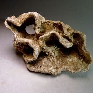 FOSSIL SPONGE - 115 million years old - Faringdon Sponge Gravels, Oxfordshire