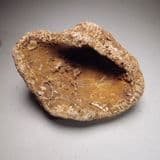 FOSSIL SPONGE - 115 million years old - Faringdon Sponge Gravels, Oxfordshire