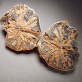 FOSSIL SPONGE PRESERVED IN FLINT - Hertfordshire