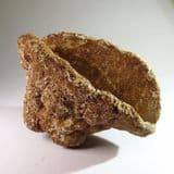 FOSSIL SPONGE (very large) - 115 million years old - Faringdon, Oxfordshire