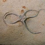 FOSSIL STARFISH - Eype, Dorset