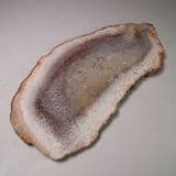 FOSSIL STEM OF A TREE FERN (CUT AND POLISHED SECTION) - Brazil