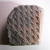 FOSSIL TROPICAL PLANT - 300 million years old - France