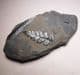 FOSSIL TROPICAL PLANT  -  300 million years old  -  Pembrokeshire, Wales