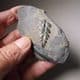 FOSSIL TROPICAL PLANT  -  300 million years old  -  Pembrokeshire, Wales