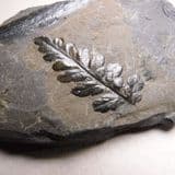 FOSSIL TROPICAL PLANT - 300 million years old - Pembrokeshire, Wales