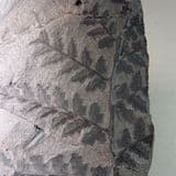 FOSSIL TROPICAL PLANT - 300 million years old - Sunderland