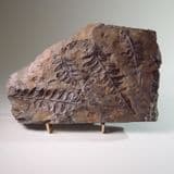 FOSSIL TROPICAL PLANTS - 300 million years old - Radstock, Somerset