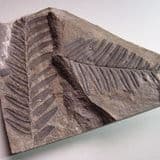 FOSSIL TROPICAL PLANTS - 300 million years old - Whitehaven, Cumbria