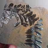 FOSSIL TROPICAL PLANTS (DOUBLE-SIDED PIECE) - 300 million years old - Radstock, Somerset