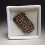 FOSSIL TURTLE SHELL - Approx. 34 million years old - Isle of Wight