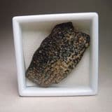 FOSSIL TURTLE SHELL - Approx. 34 million years old - Isle of Wight