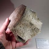 FOSSIL WHALE VERTEBRA - 15 million years old - Lee Creek Mine, North Carolina