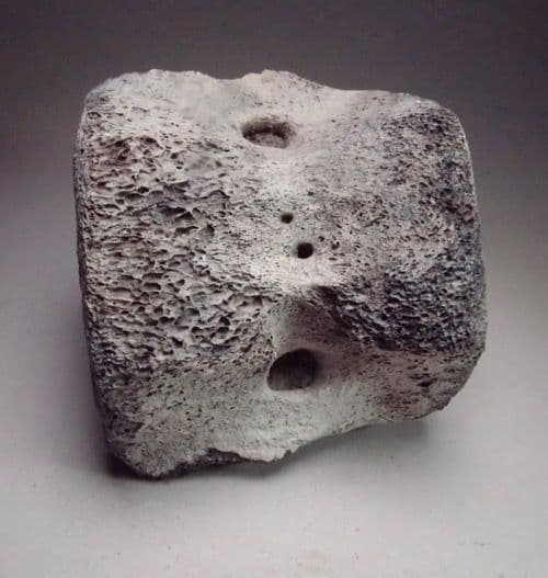 FOSSIL WHALE VERTEBRA 15 million years old Lee Creek Mine North