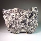 FOSSILIFEROUS DEVONIAN LIMESTONE - 400 million years old - Morocco