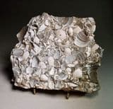 FOSSILISED SEA BED WITH FOSSIL SHELLS - 55 million years old - Thurrock, Essex