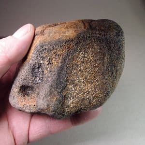 FOSSILISED WHALE BONE -  about 10 million years old  -  Bawdsey, Suffolk