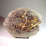 FOSSILISED WOOD - 50 million years old - Isle of Sheppey, Kent